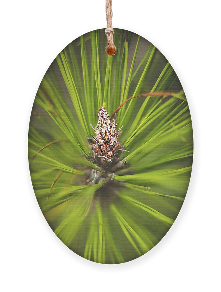 Cone Ornament featuring the photograph Pine Cone Starburst by Rick Nelson