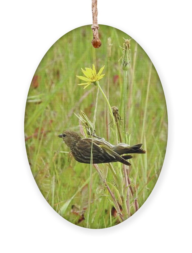 Pine Siskin Ornament featuring the photograph Pine Siskin by Nicola Finch
