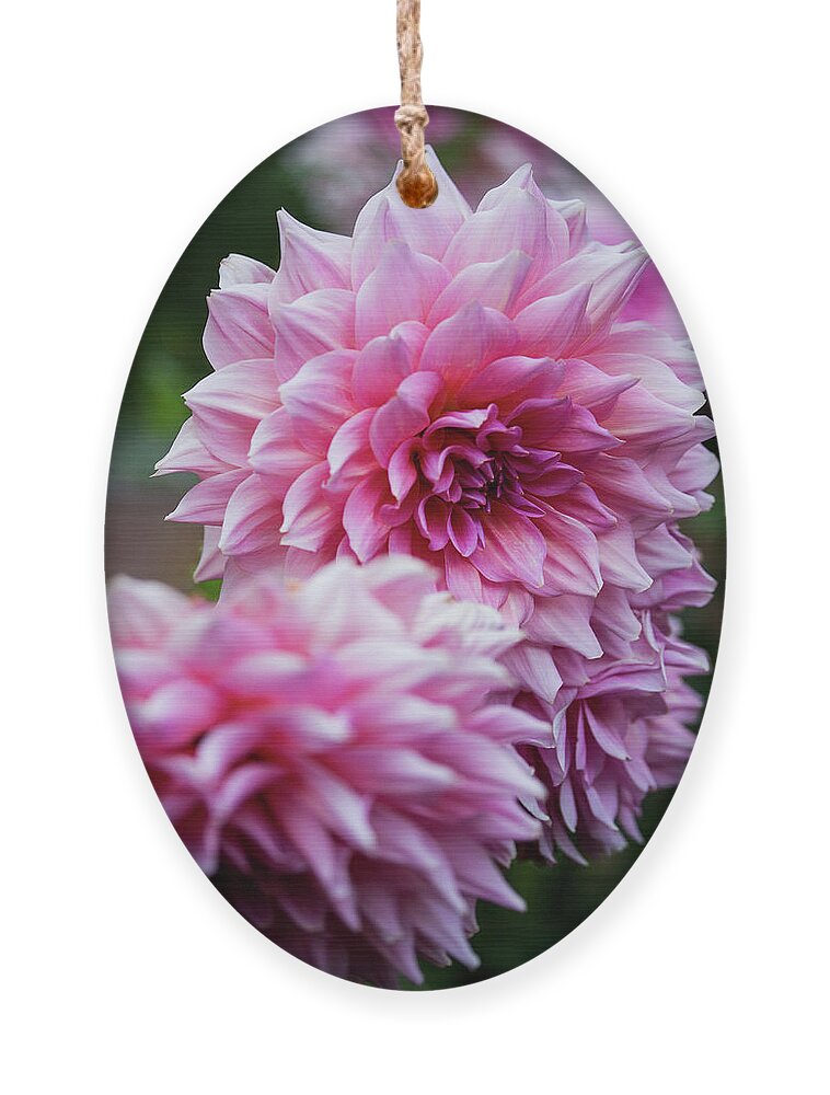 Pink Ornament featuring the photograph Pink Dahlias by Denise Kopko