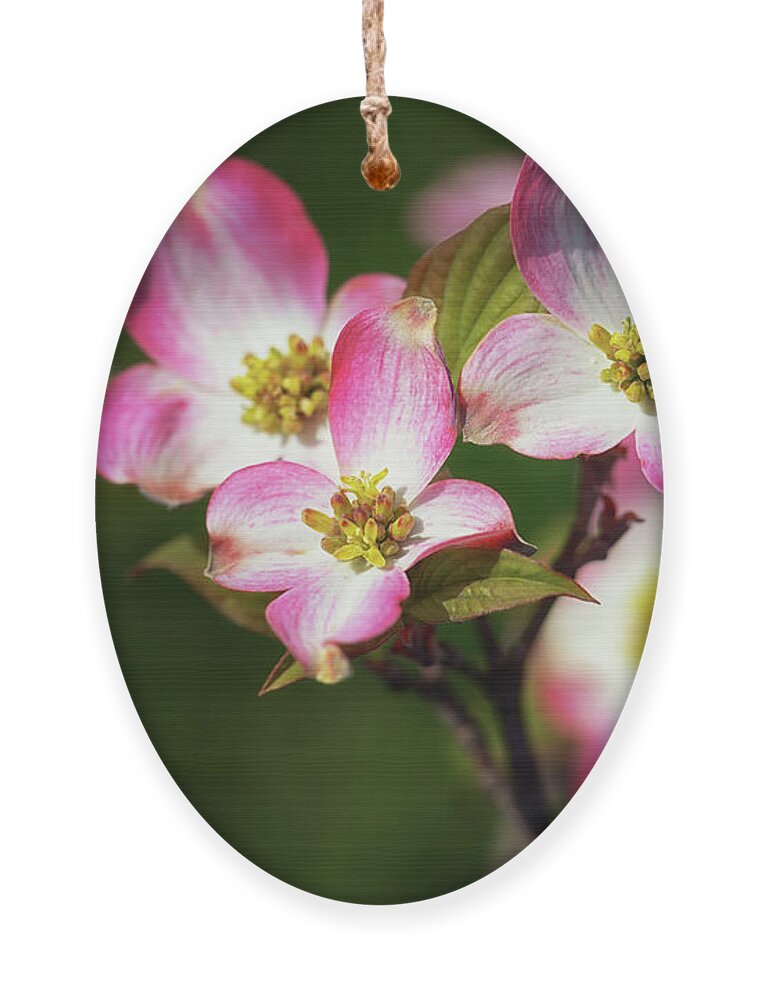 Pink Dogwood Ornament featuring the photograph Pink Dogwood Blossoms by Susan Rissi Tregoning
