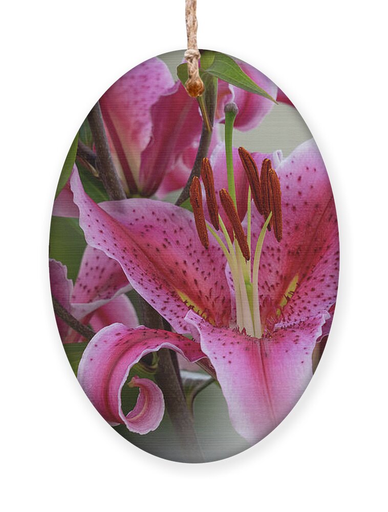 Floral Ornament featuring the photograph Pink Flowers Blurred Background O Seixo Mugardos Galicia by Pablo Avanzini