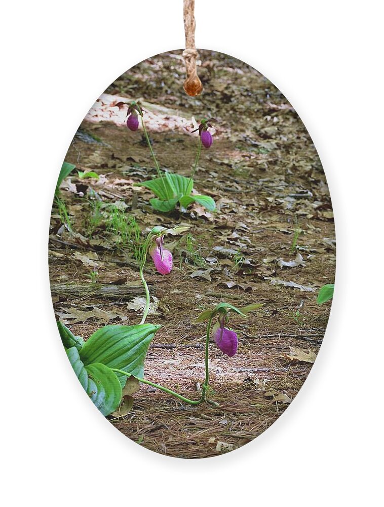 Pink Lady's Slippers Ornament featuring the photograph Pink lady's slippers by Monika Salvan