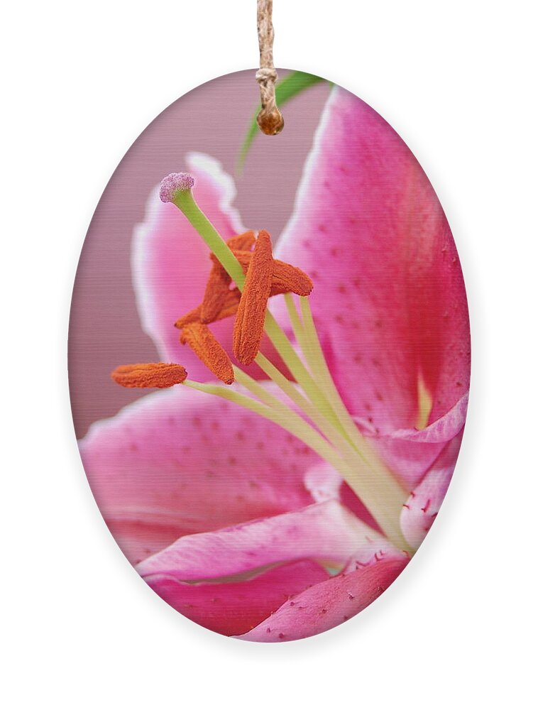 Lily Ornament featuring the photograph Pink Lily 5 by Amy Fose