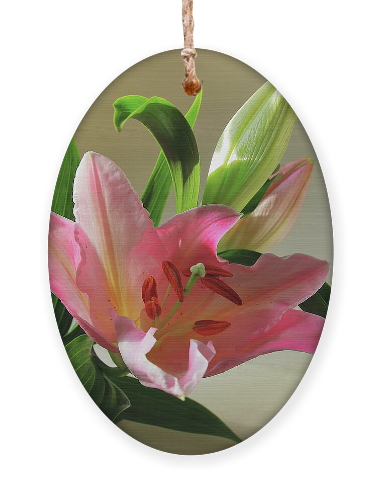 Lily Ornament featuring the photograph Pink Lily with Buds by Jeff Townsend