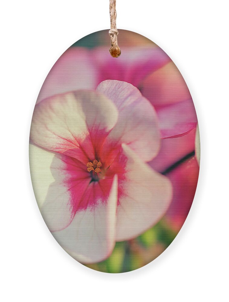 Flower Ornament featuring the photograph Pink Pelargonium by Maria Meester