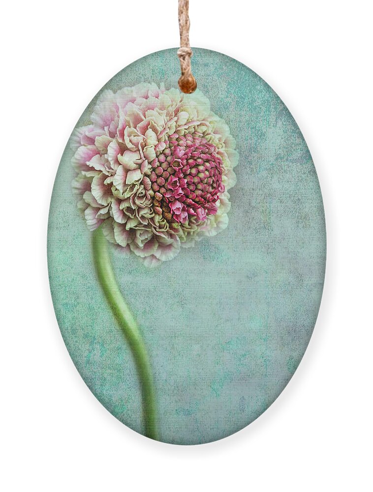 Flowers Ornament featuring the photograph Pink Pincushion by Shara Abel