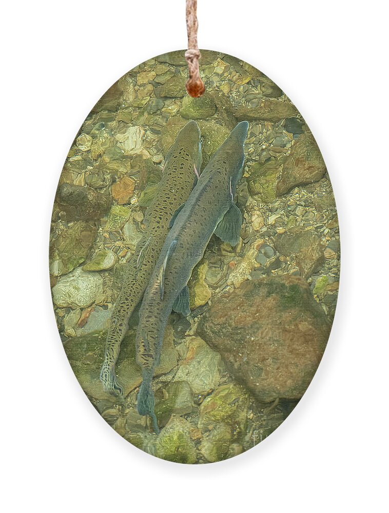 Alaska Ornament featuring the photograph Pink Salmon Pair in Sitka by Nancy Gleason