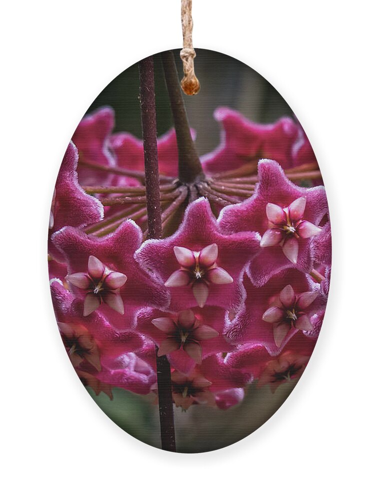 Pink Ornament featuring the photograph Pink Silver Porcelain Flower by Steven Sparks