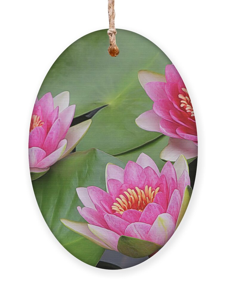 Water Lilies Ornament featuring the photograph Pink Water Lilies by Sylvia Goldkranz