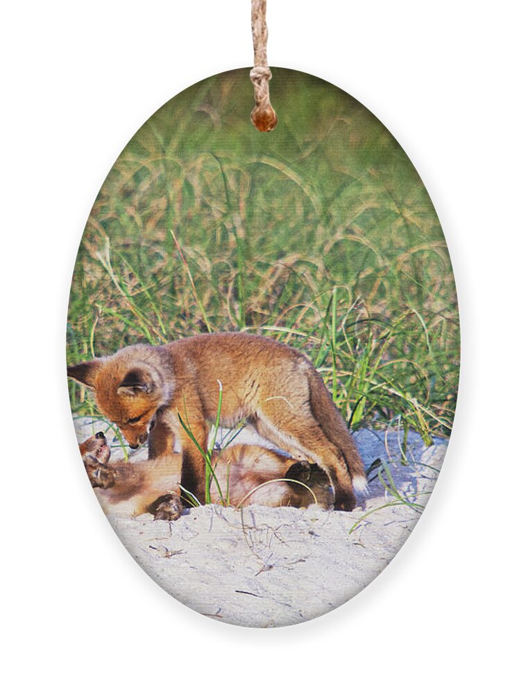 Red Fox Ornament featuring the photograph Playful Red Foxes on the Outer Banks by Bob Decker