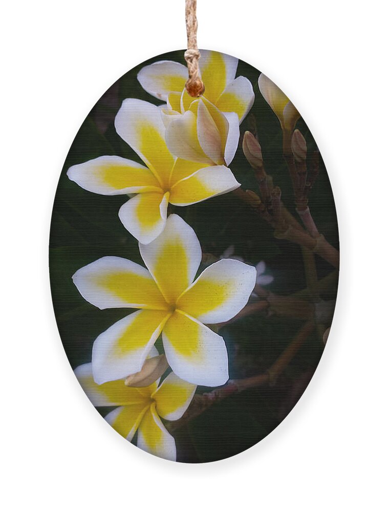Plumeria Ornament featuring the photograph Plumeria in Bloom by Bonny Puckett