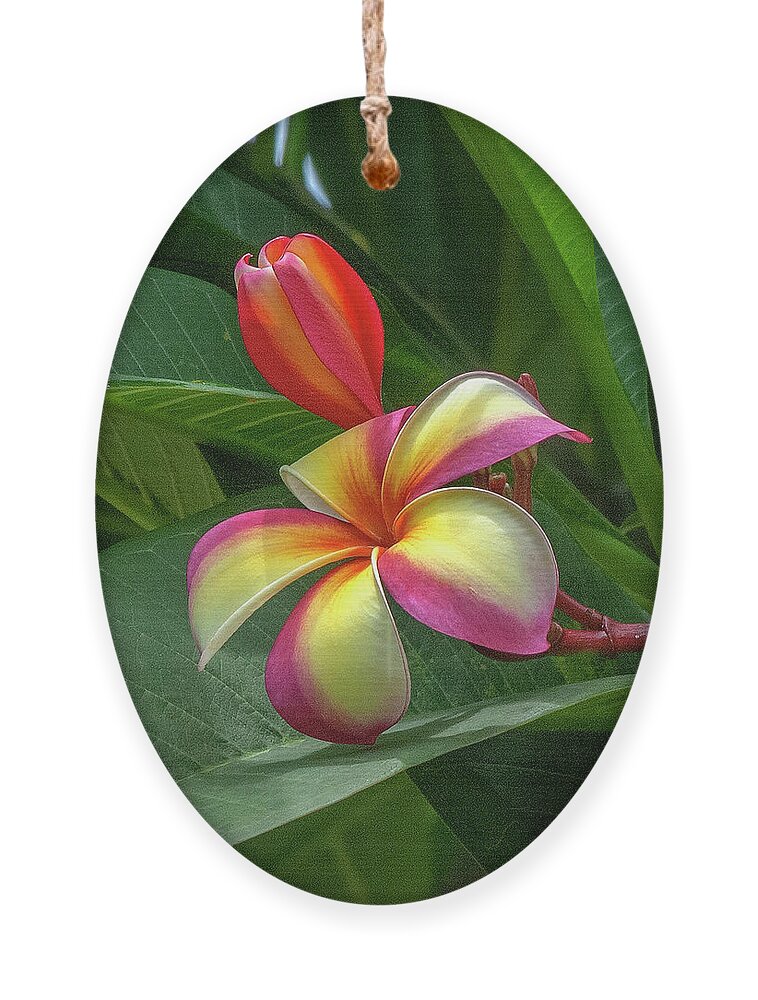 Scenic Ornament featuring the photograph Plumeria or Frangipani DTHB0109 by Gerry Gantt
