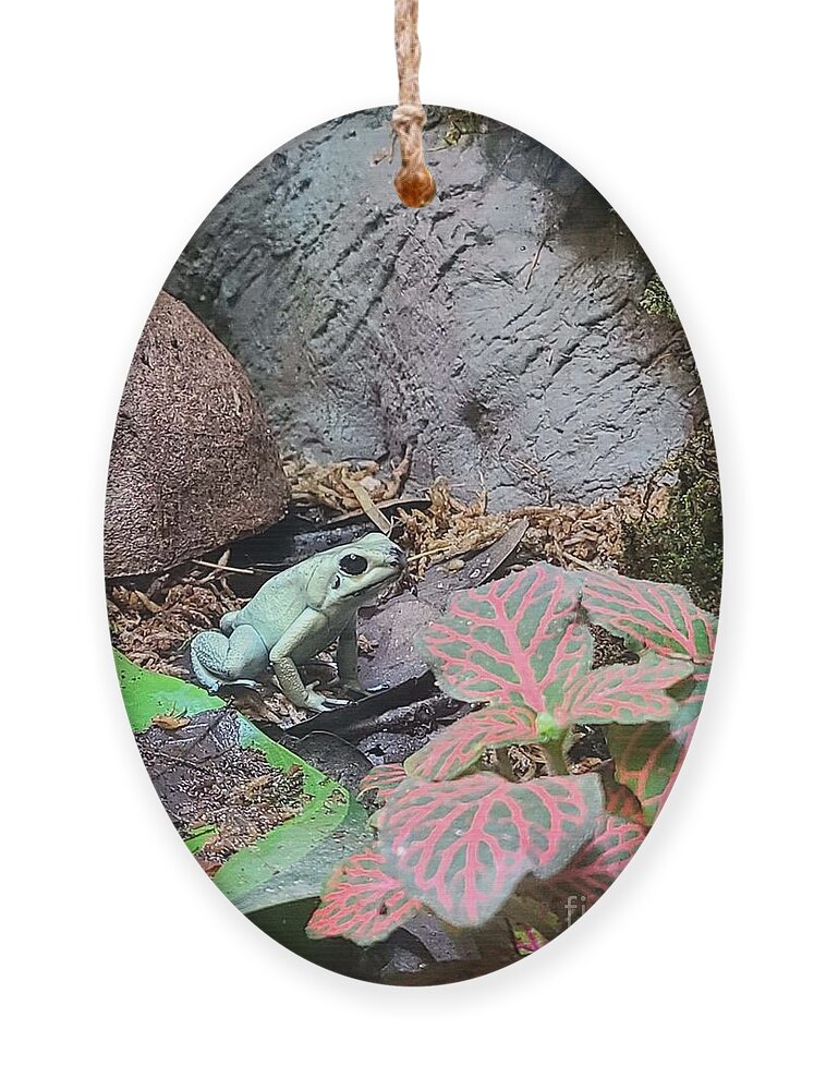 Poison Ornament featuring the photograph Poison Dart Frog 2 by Elena Pratt