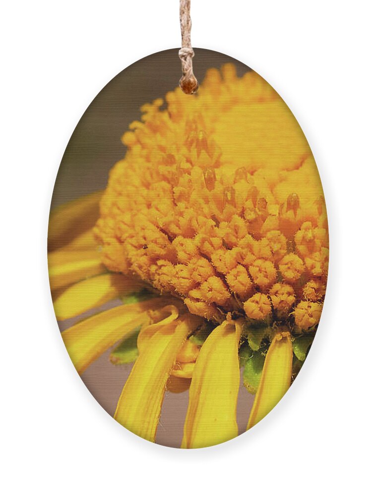 Flower Ornament featuring the photograph Pollen Circle by Julia McHugh