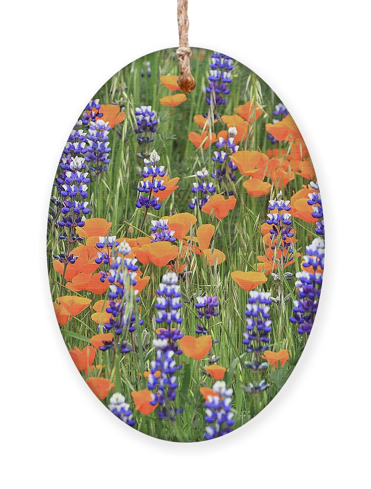 Poppy Ornament featuring the photograph Poppies and Lupines by Vivian Krug Cotton