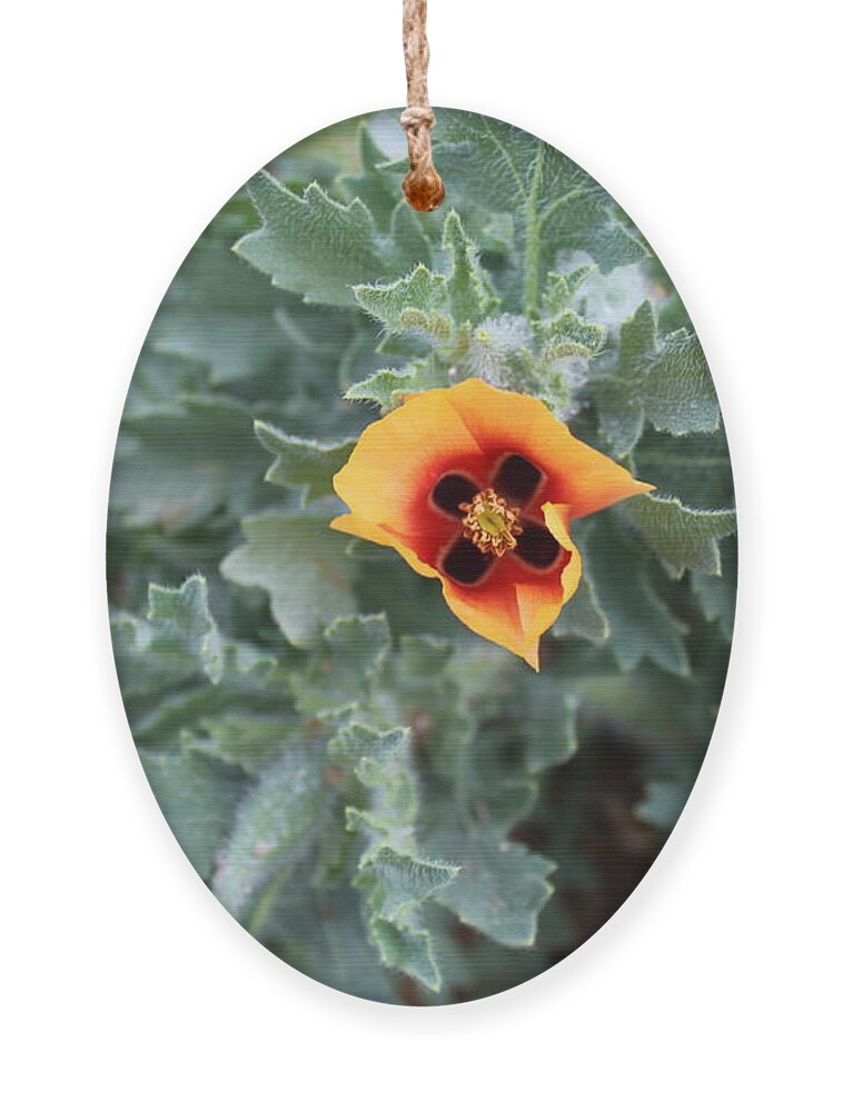 Unknown Poppy Ornament featuring the photograph Poppy by Doug Miller