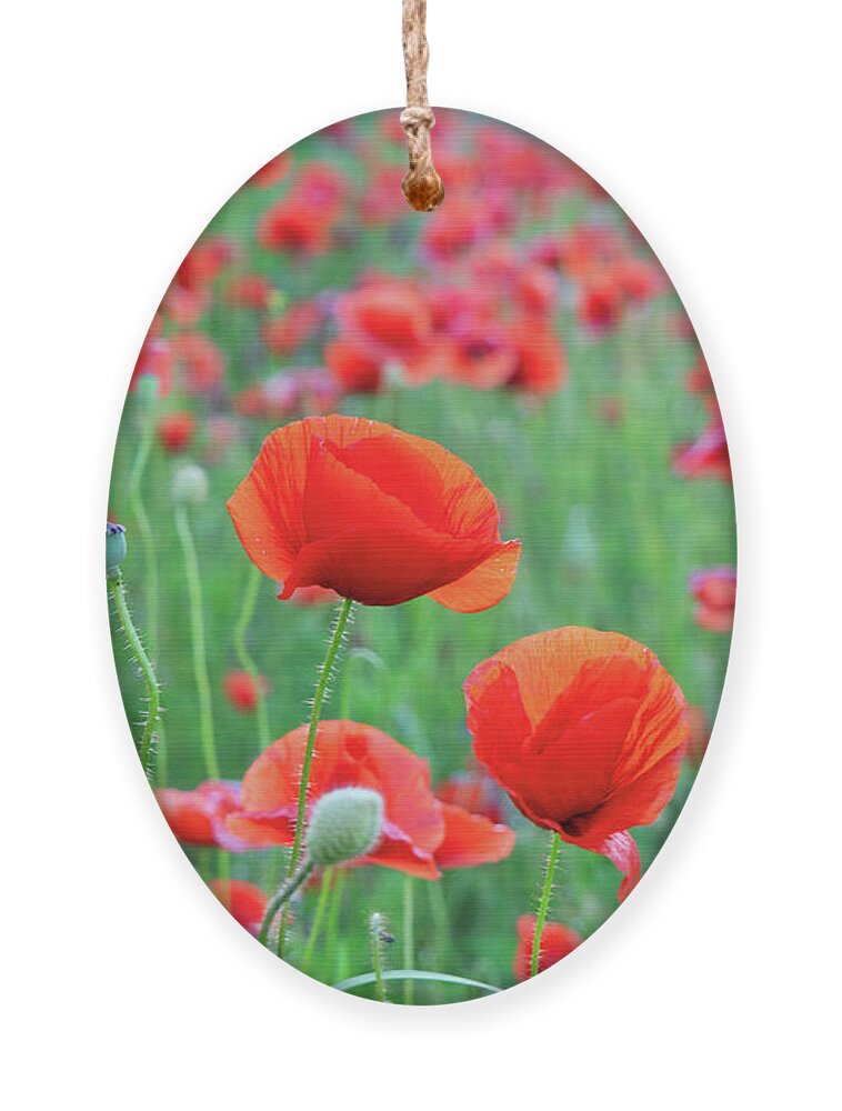 Poppy Ornament featuring the photograph Poppy Song by Anastasy Yarmolovich