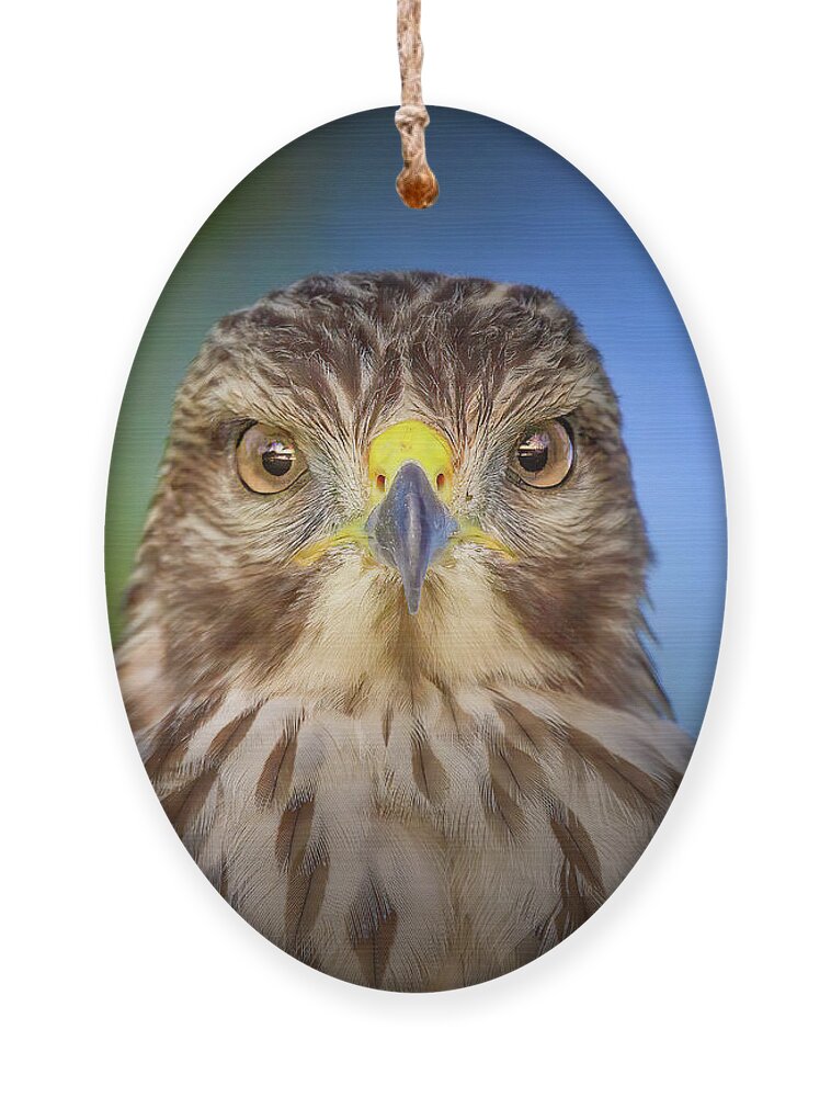 Red Shouldered Hawk Ornament featuring the photograph Portrait of a Raptor by Mark Andrew Thomas