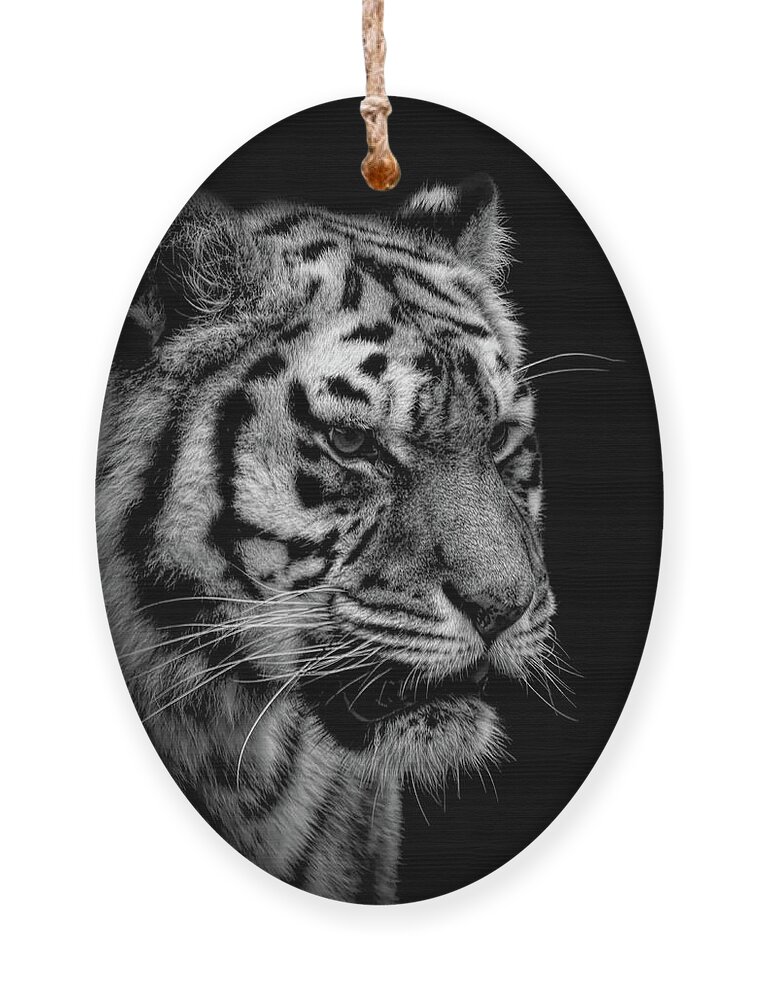 Portrait Ornament featuring the photograph Portrait tiger in black and white by Marjolein Van Middelkoop