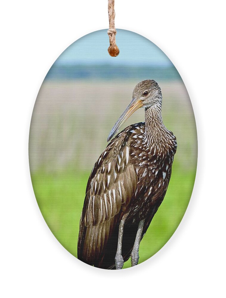 Posing Limpkin Ornament featuring the photograph Posing Limpkin by Warren Thompson