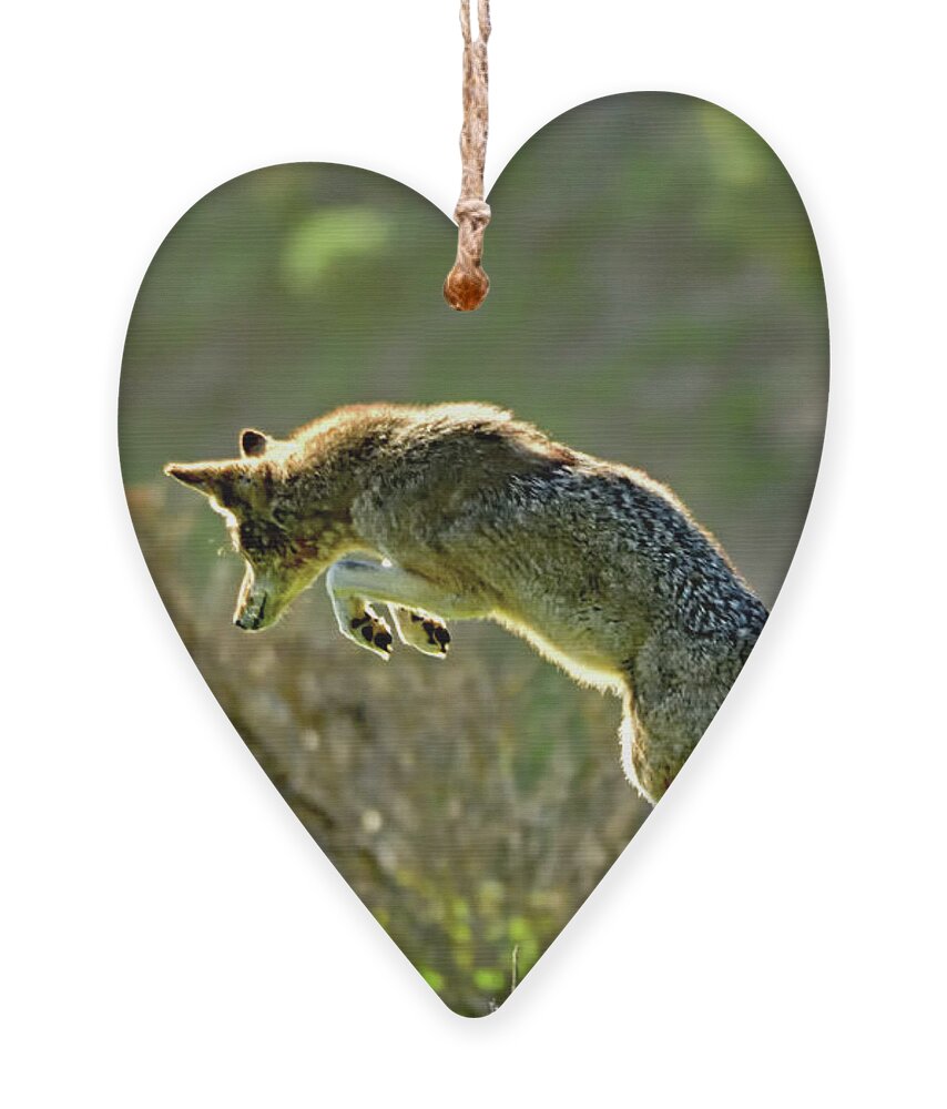 Coyote Ornament featuring the photograph Pouncing Coyote by Amazing Action Photo Video