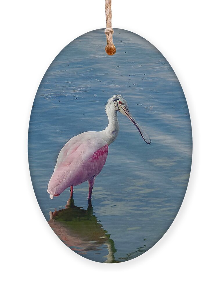 Spoonbill Ornament featuring the photograph Pretty in Pink by Laura Putman