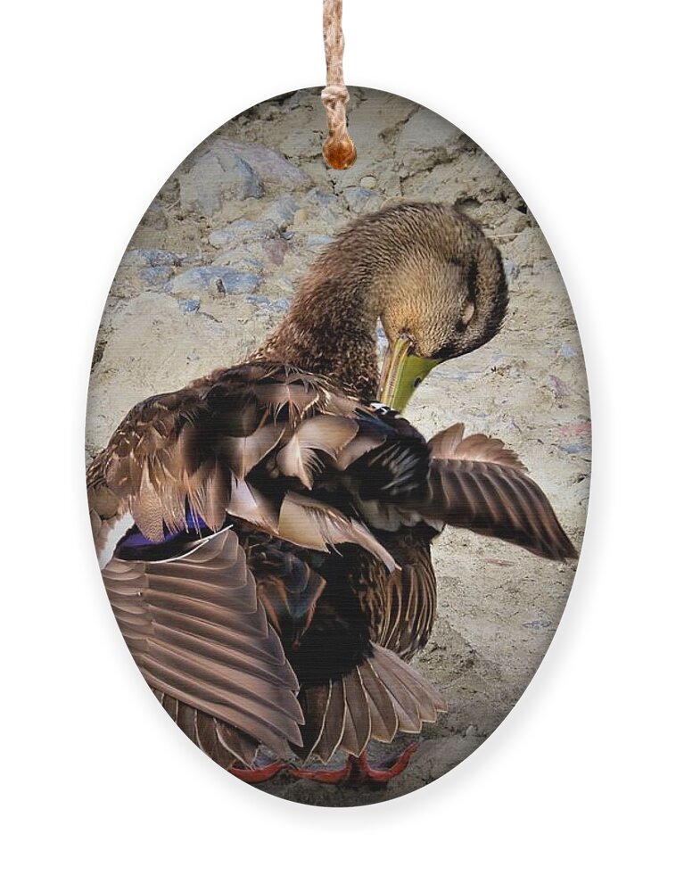 Birds Ornament featuring the photograph Pretty Mallard Preening by Linda Stern