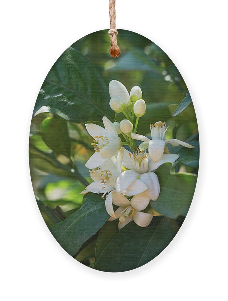 Orange Blossom Ornament featuring the photograph Pretty white orange blossoms and green leaves by Adriana Mueller