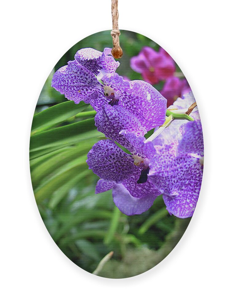 Ascocenda Ornament featuring the photograph Princess Mikasa Blue Orchid by Tanya Owens