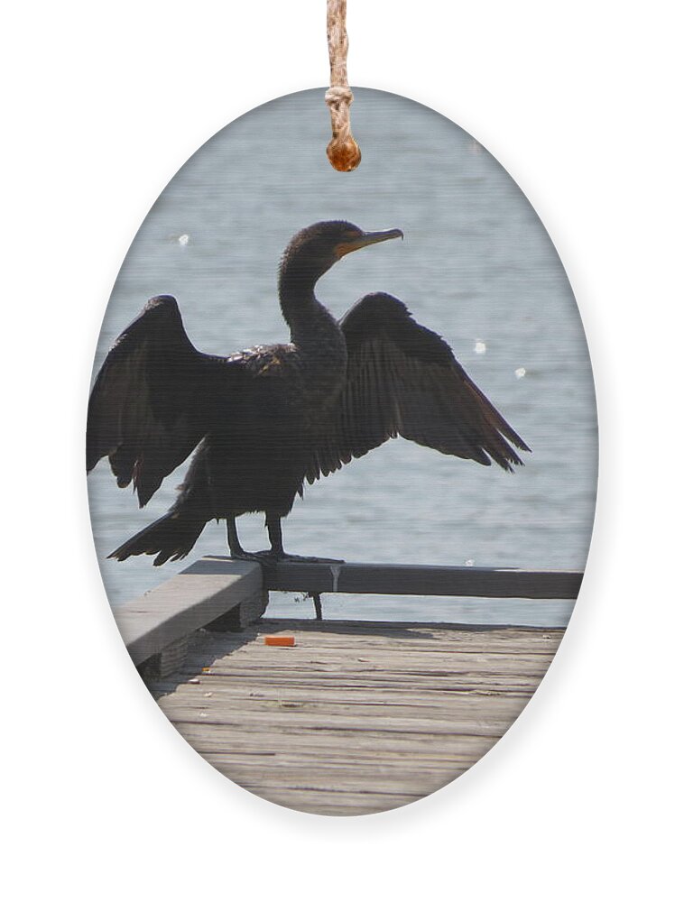 Bird Ornament featuring the photograph Proud Bird by Raymond Fernandez