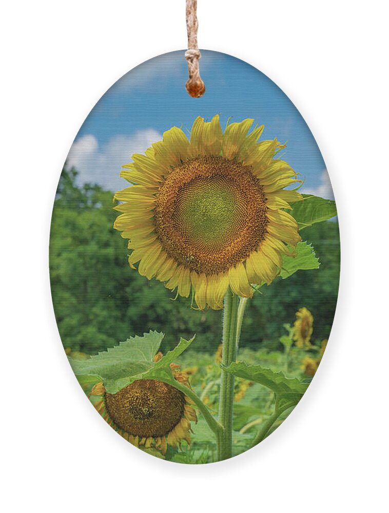 Sunflower Ornament featuring the photograph Proud Sunflower by Liz Albro