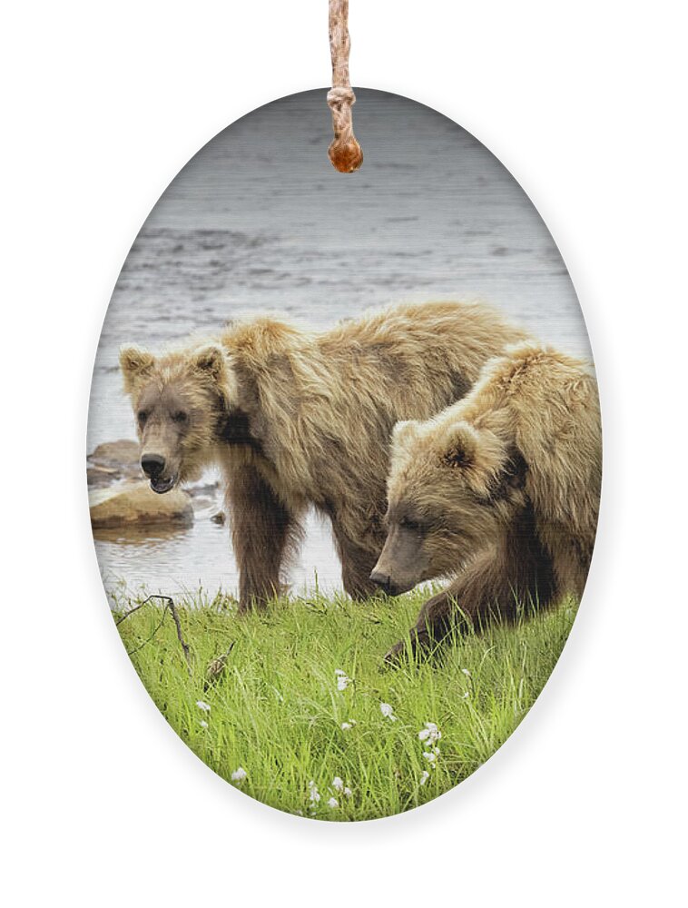 Alaska Ornament featuring the photograph Prowling Along the Creek by Cheryl Strahl