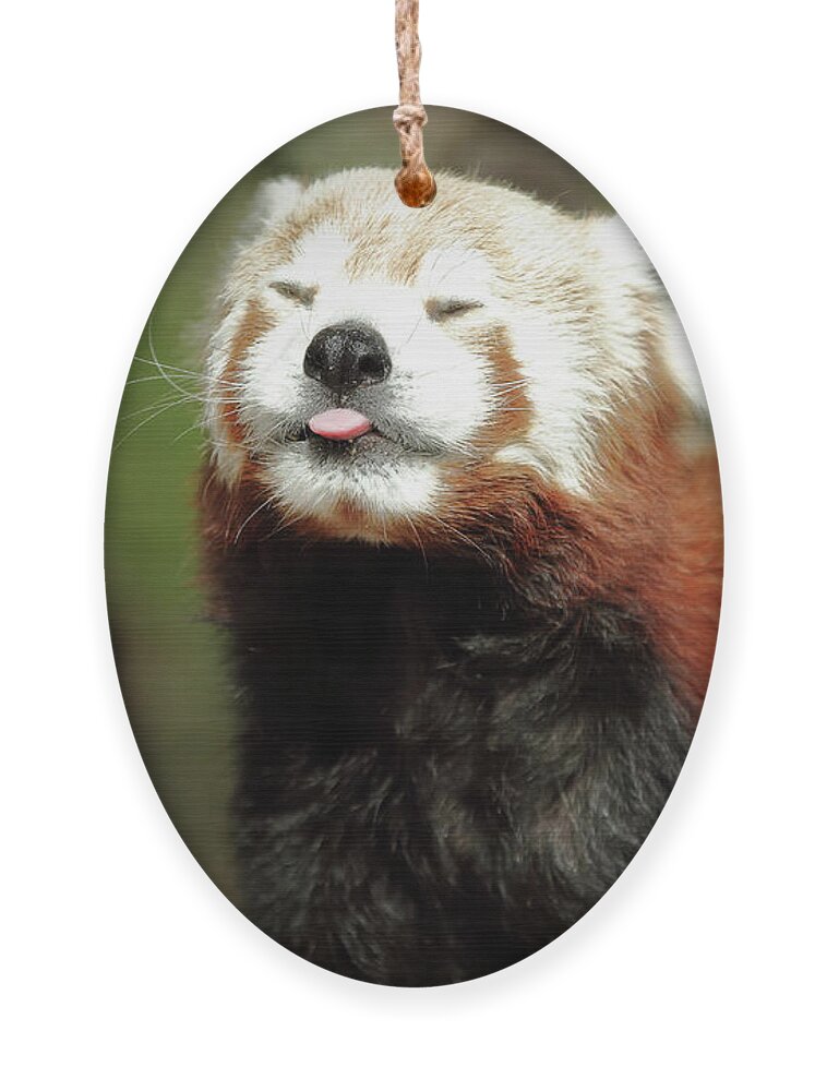 Red Panda Ornament featuring the photograph Psssstttt by Lens Art Photography By Larry Trager