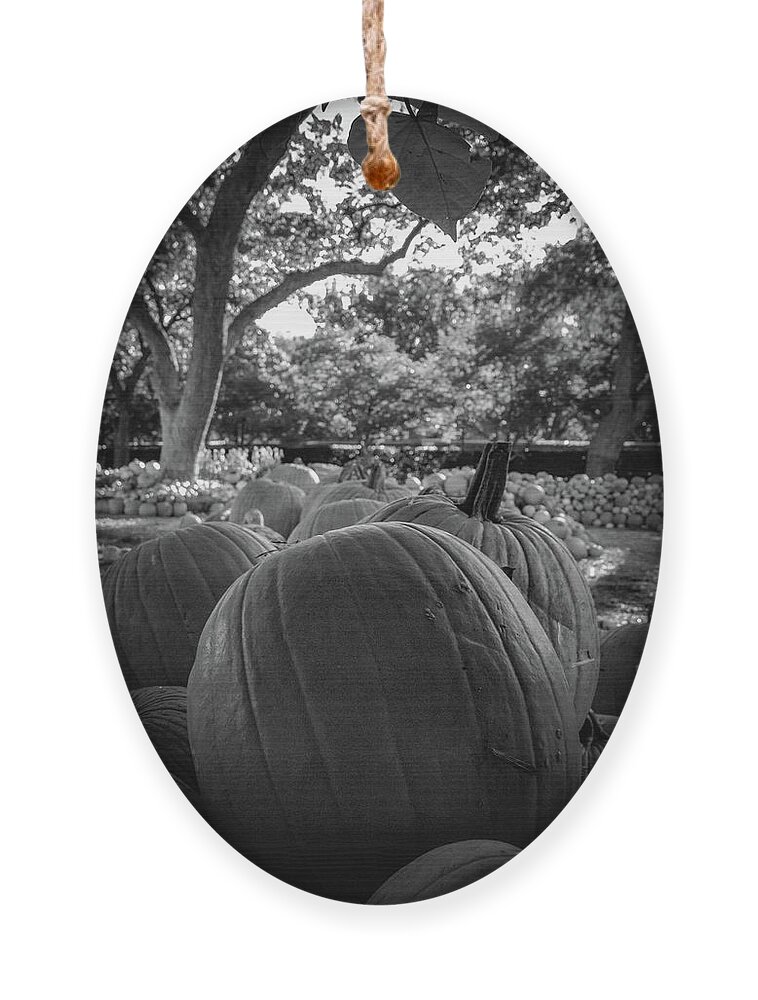 Pumpkins Ornament featuring the photograph Pumpkins in BW by Pam Rendall