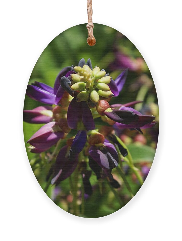 Flower Ornament featuring the photograph Purple Buds by Heather E Harman
