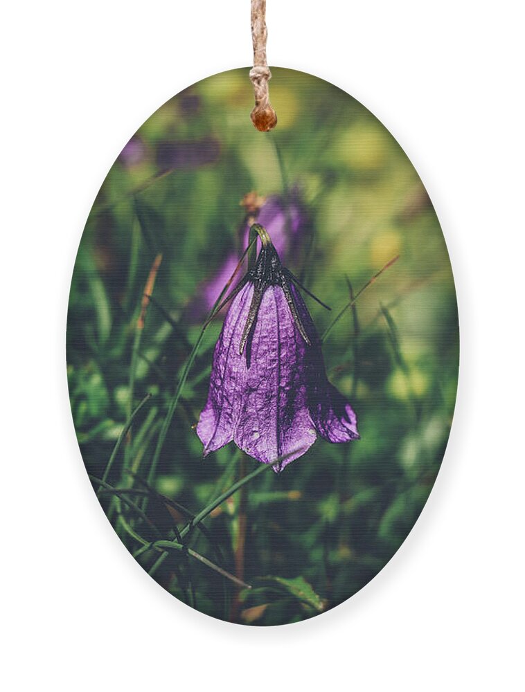 Springtime Ornament featuring the photograph Purple Campanula scheuchzeri by Vaclav Sonnek