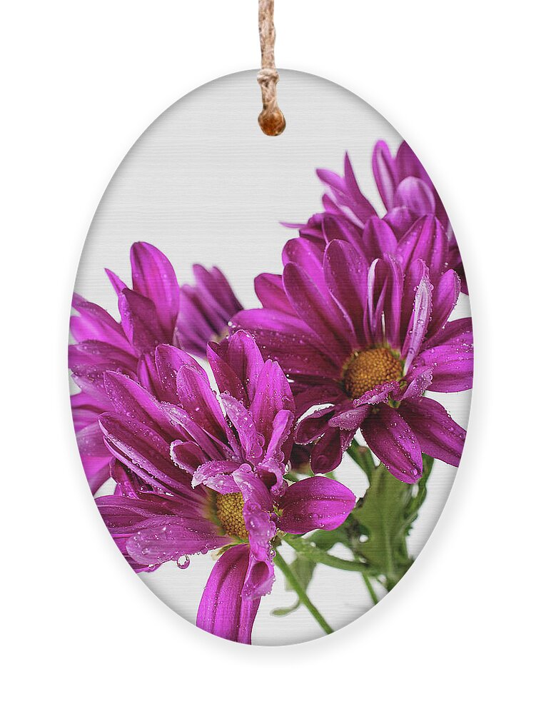 Purple Daisy Flower Photo Wall Art Ornament featuring the photograph Purple Daisy Flower Photo Art by Gwen Gibson