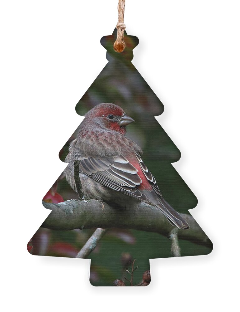 Birds Ornament featuring the photograph Purple Finch Enjoying a Fall Day by Trina Ansel