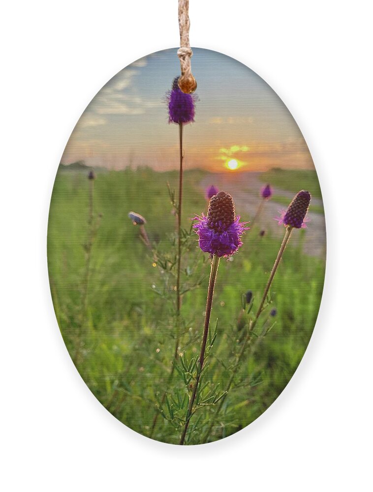 Purple Prairie Clover Ornament featuring the photograph Purple Prairie Clover by Alex Blondeau