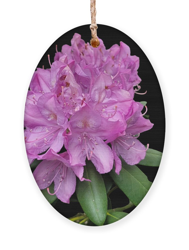 Rhododendron Ornament featuring the mixed media Purple Prince Rhododendron by Nancy Ayanna Wyatt