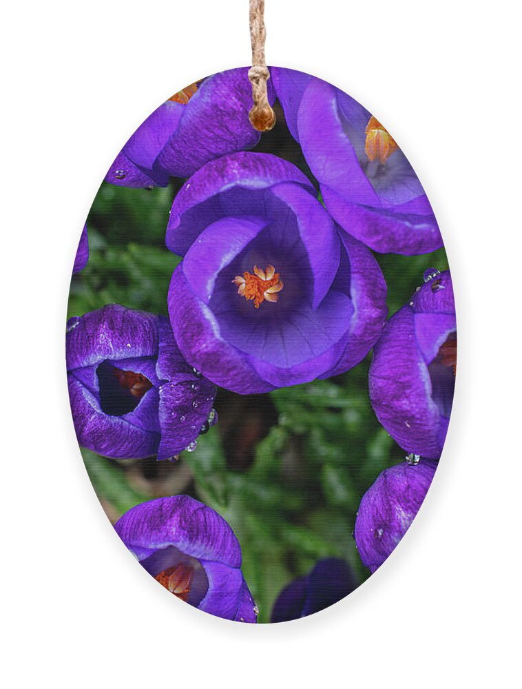 Spring Ornament featuring the photograph Purple Rain by Kevin Suttlehan