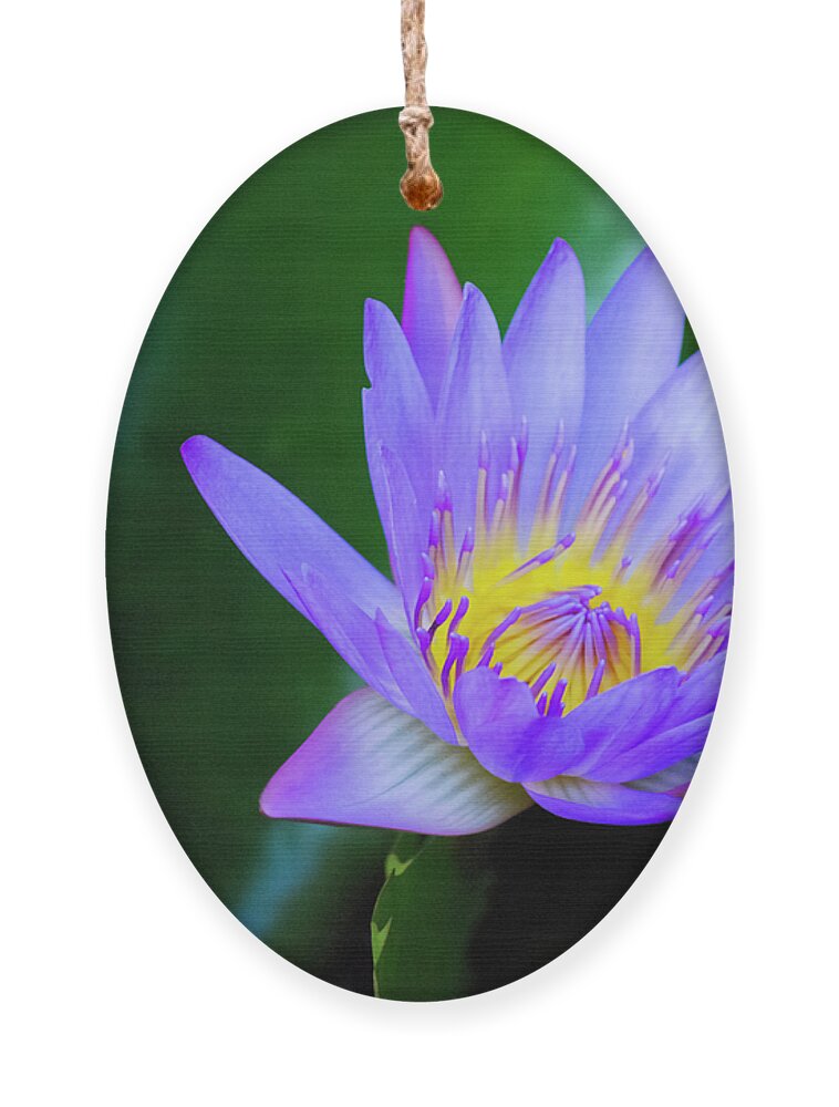 Exotic Flower Ornament featuring the photograph Purple Water Lily by Christi Kraft
