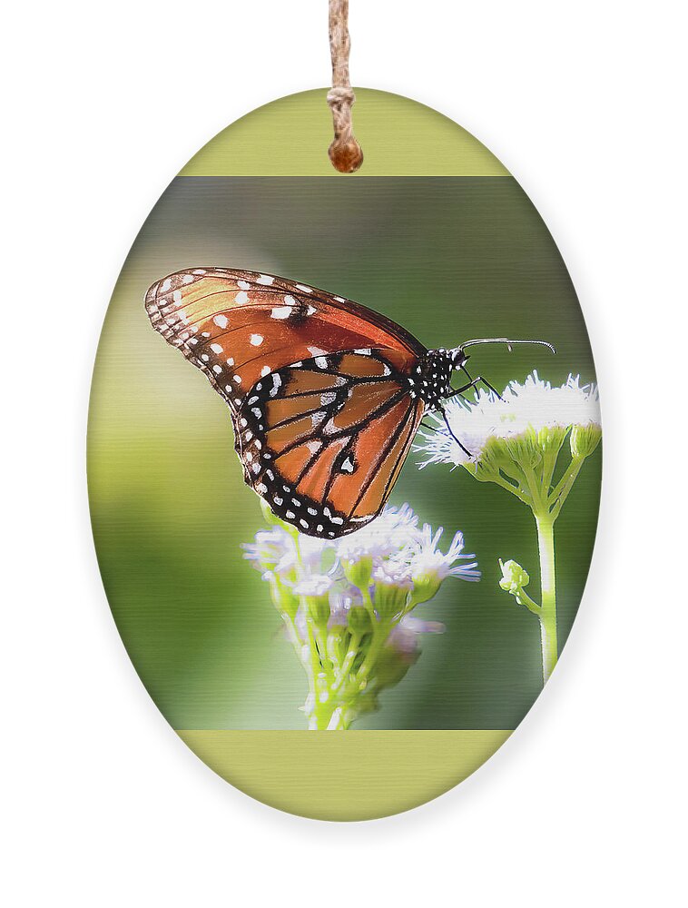 Queen Butterfly Ornament featuring the photograph Queen for a Day by Cheri Freeman