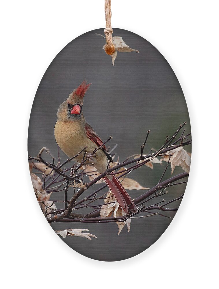 Cardinal Ornament featuring the photograph Rainy Day Cardinal by Mindy Musick King