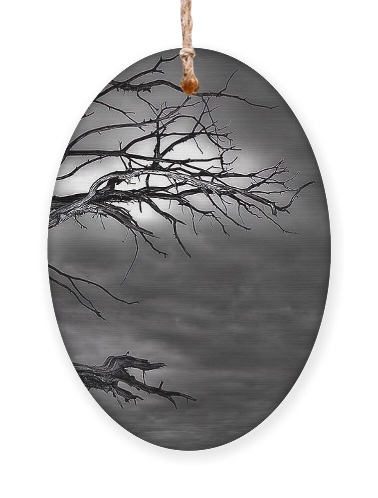 Branches Ornament featuring the photograph Reaching by DArcy Evans
