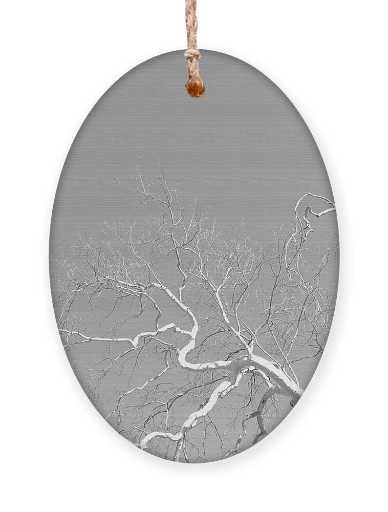 Tree Ornament featuring the photograph Reaching for the Moon by Bentley Davis