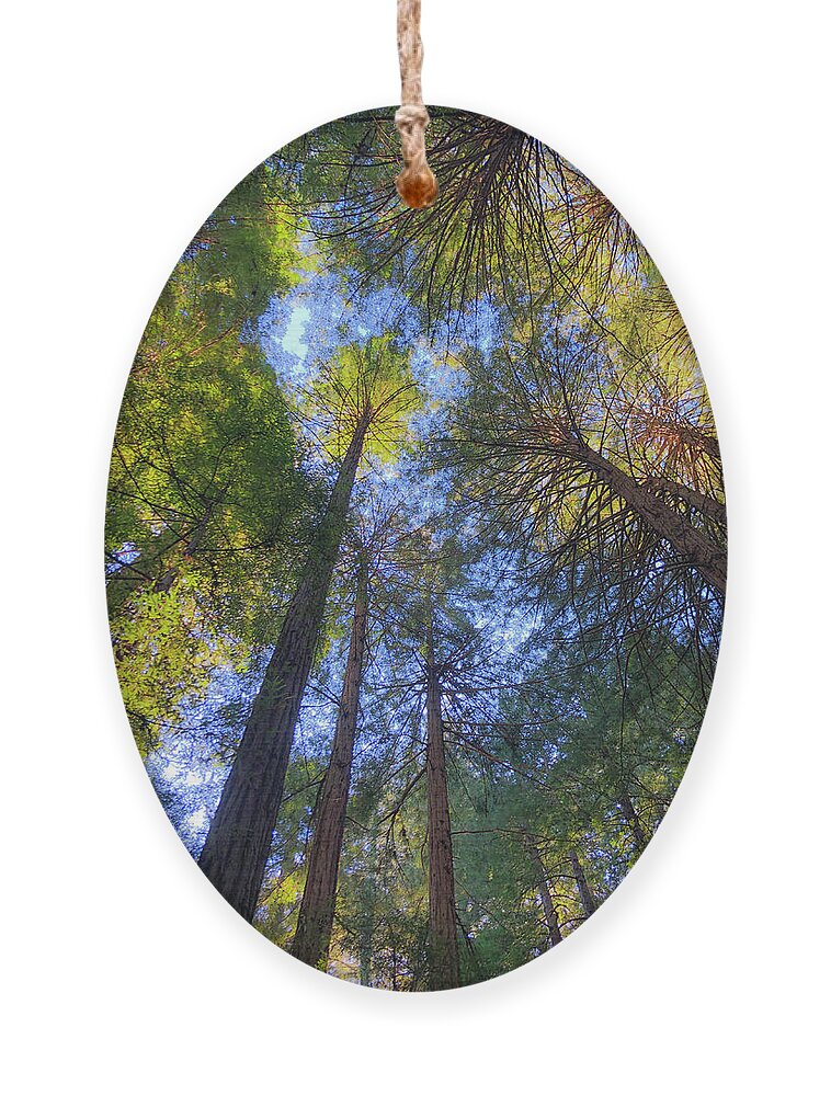 Trees Ornament featuring the photograph Reaching to Infinity by Bonnie Follett