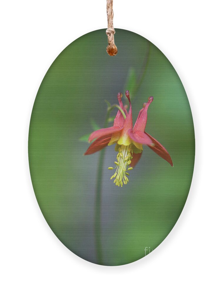 Plant Ornament featuring the photograph Red Columbine Wildflower in Olympic National Park by Nancy Gleason
