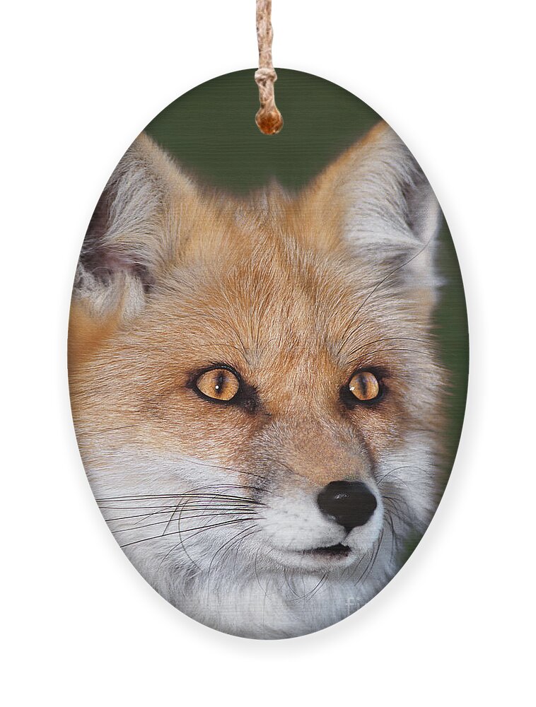 Red Fox Ornament featuring the photograph Red Fox Portrait Wildlife Rescue by Dave Welling