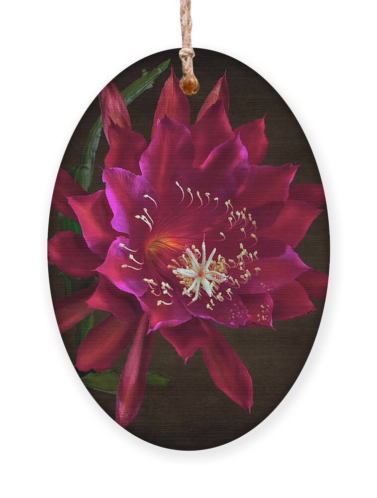 Red Orchid Cactus Ornament featuring the photograph Red Orchid Cactus by Endre Balogh